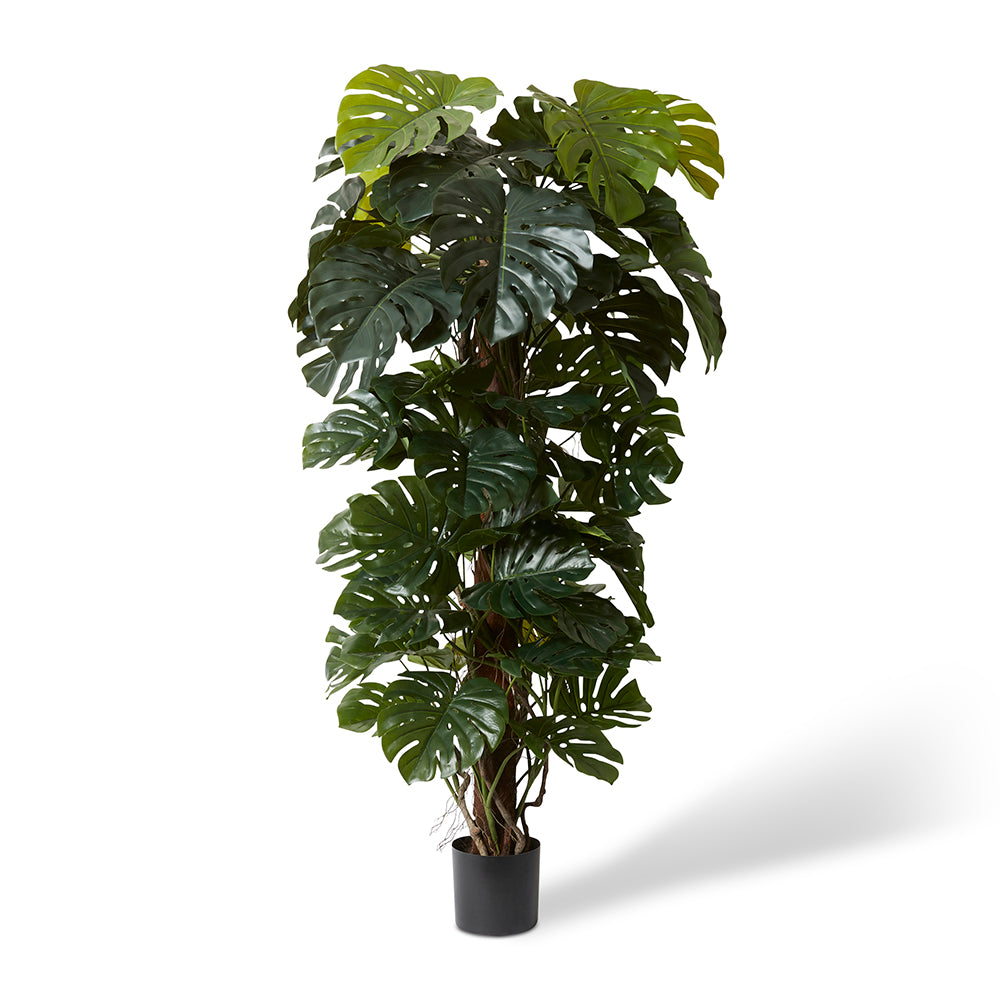 Monstera Totem Potted Monstera Totem Potted