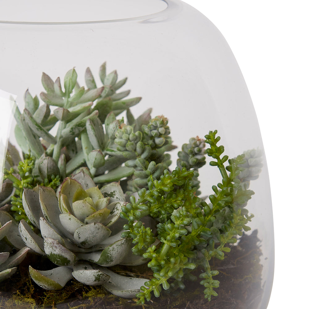 Bell Sedum Pick Succulent - Alm - Small