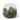 Bell Sedum Pick Succulent - Alm - Small