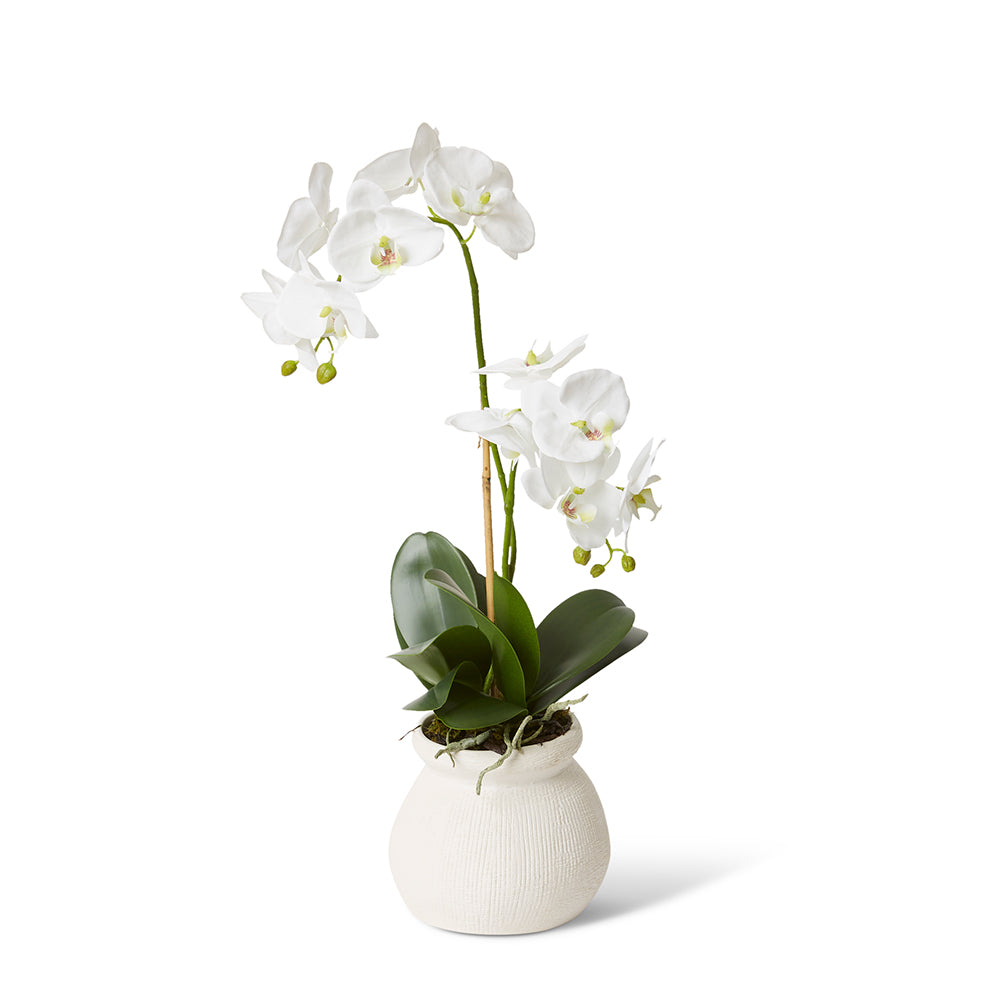 Phalaenopsis Grand Wanda Vase - Medium