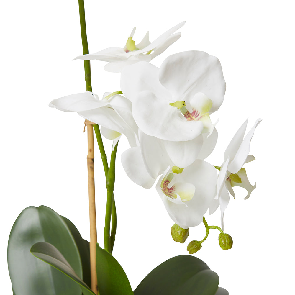 Phalaenopsis Grand Wanda Vase - Medium