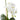 Phalaenopsis Grand Wanda Vase - Medium