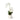 Phalaenopsis Grand Wanda Vase - Medium