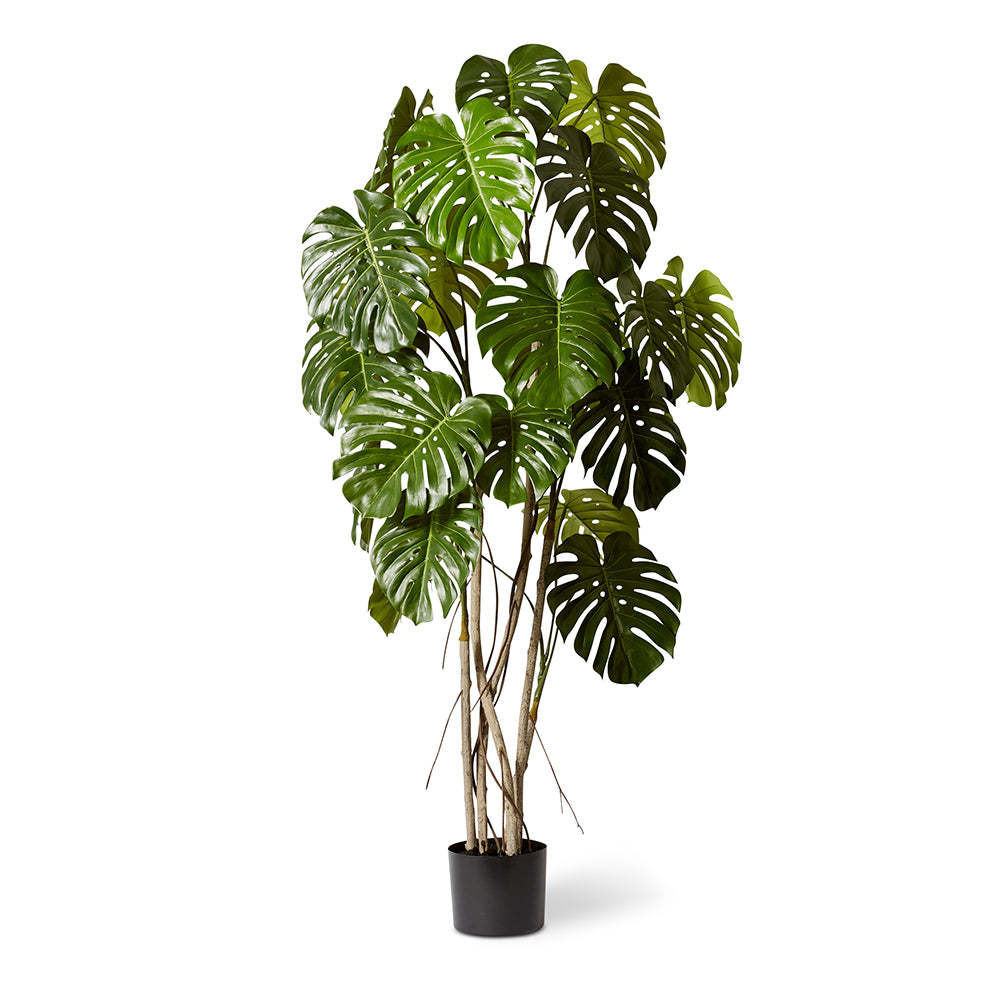 Monstera Vine Plant Potted