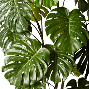 Monstera Vine Plant Potted