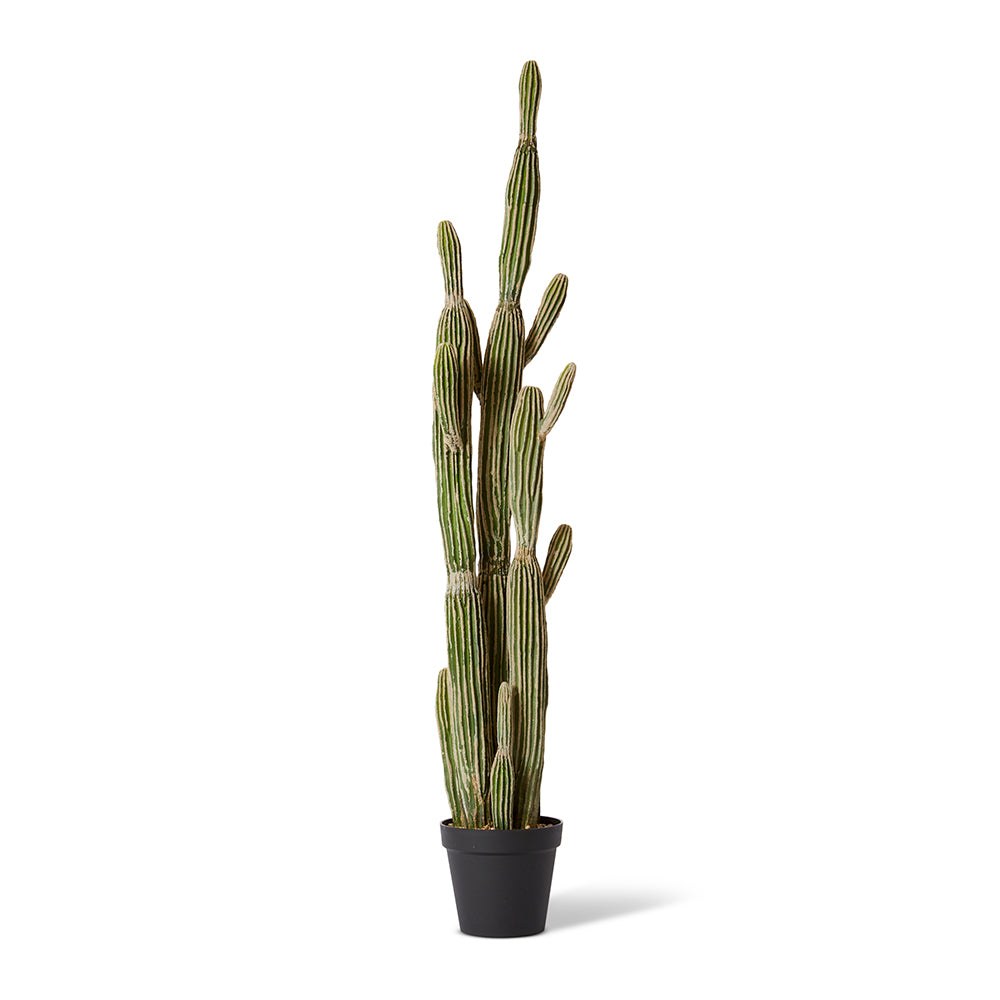 Cactus Saguaro Potted