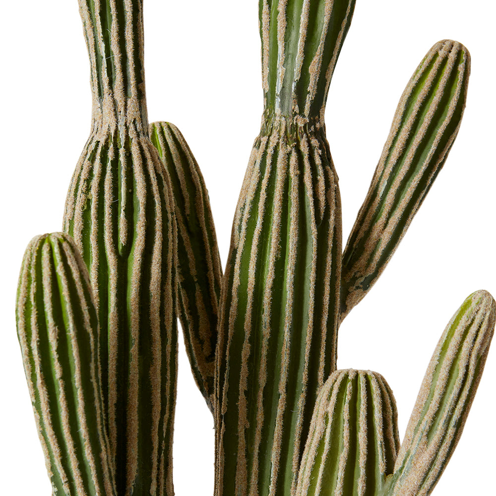 Cactus Saguaro Potted