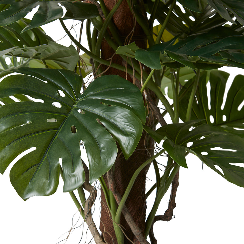 Monstera Totem Potted