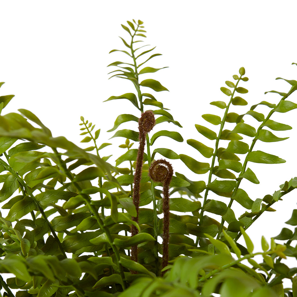 Fern Lush Boston Potted - Large