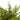 Fern Lush Boston Potted - Large