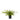 Fern Lush Boston Potted - Large