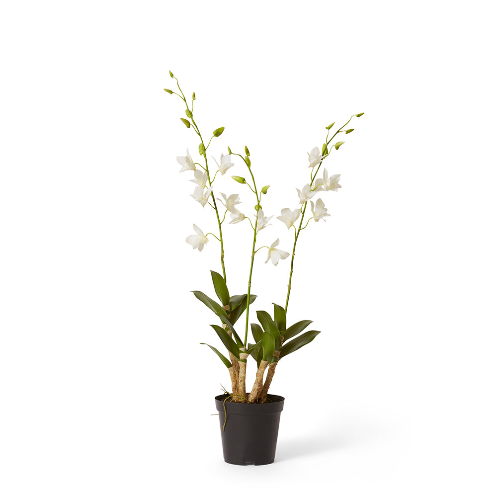 Orchid Dendrobidium Potted - Small
