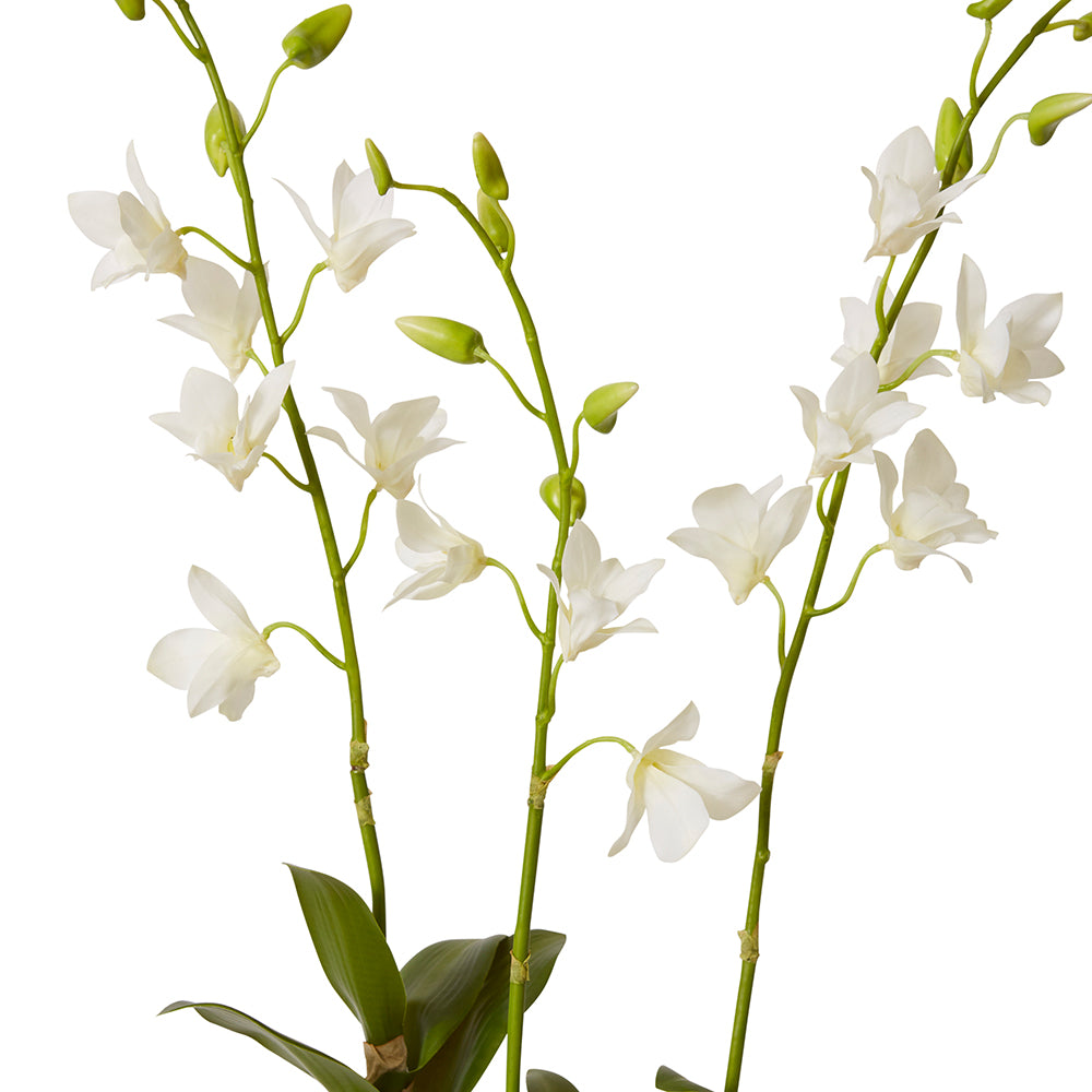 Orchid Dendrobidium Potted - Small