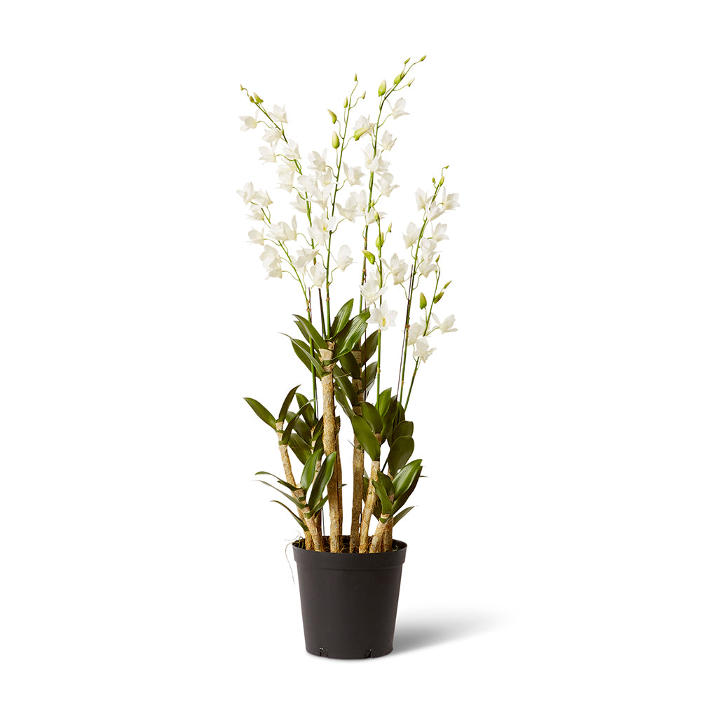 Orchid Dendrobidium Potted - Large