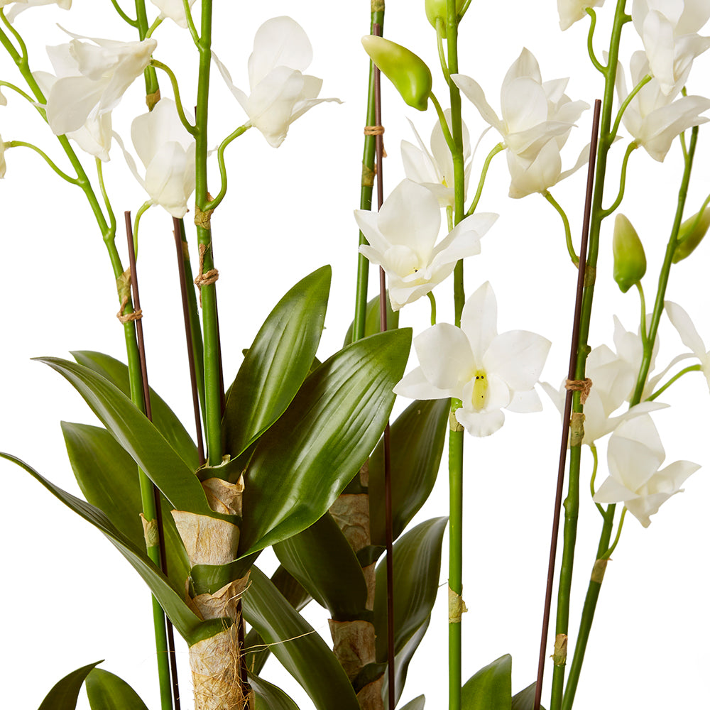 Orchid Dendrobidium Potted - Large