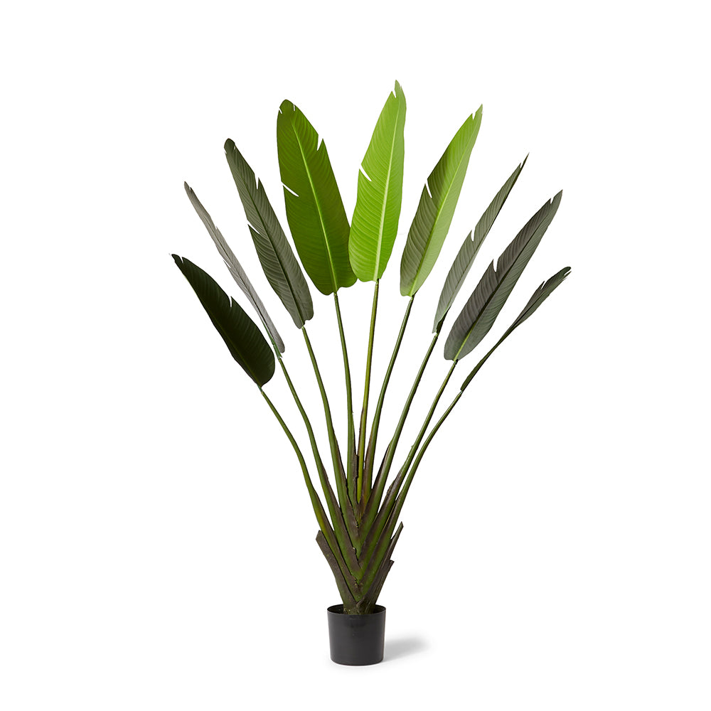 Palm Travellers - Small