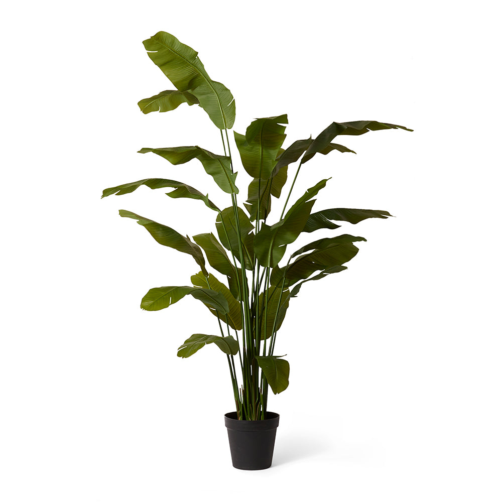 Palm Banana