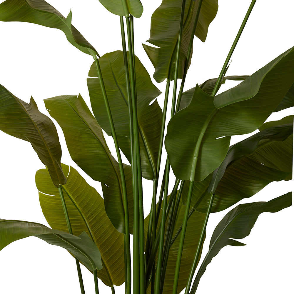 Palm Banana