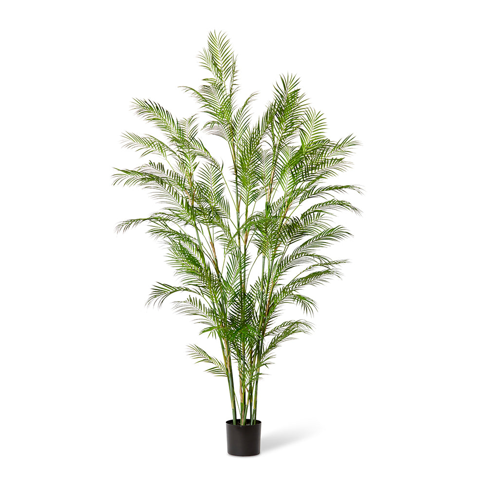 Palm Phoenix - Large