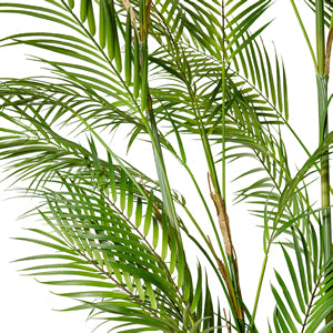 Palm Phoenix - Large