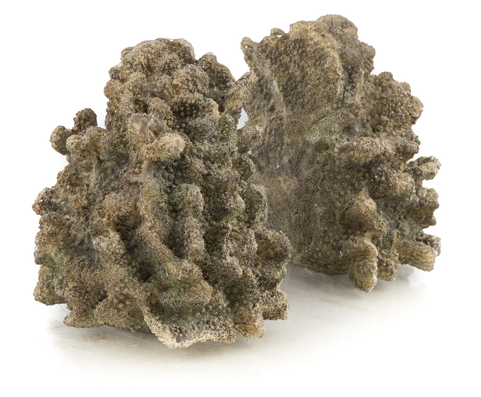 Polyresin Coral Bookends